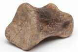 Ornithomimid (Struthiomimus) Toe Bone - Montana #235559-3